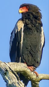 Preview wallpaper bateleur eagle, eagle, bird, branch, wildlife, sky