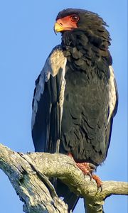 Preview wallpaper bateleur eagle, eagle, bird, branch, wildlife, sky