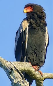 Preview wallpaper bateleur eagle, eagle, bird, branch, wildlife, sky