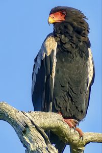 Preview wallpaper bateleur eagle, eagle, bird, branch, wildlife, sky