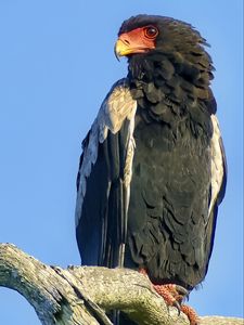 Preview wallpaper bateleur eagle, eagle, bird, branch, wildlife, sky