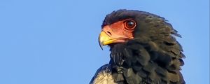 Preview wallpaper bateleur eagle, eagle, bird, branch, wildlife, sky