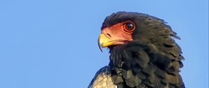 Preview wallpaper bateleur eagle, eagle, bird, branch, wildlife, sky