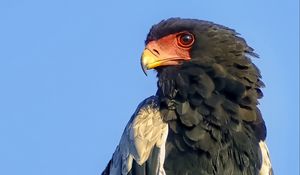 Preview wallpaper bateleur eagle, eagle, bird, branch, wildlife, sky