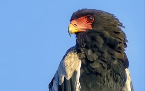 Preview wallpaper bateleur eagle, eagle, bird, branch, wildlife, sky