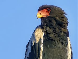 Preview wallpaper bateleur eagle, eagle, bird, branch, wildlife, sky