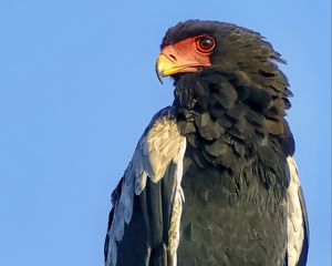 Preview wallpaper bateleur eagle, eagle, bird, branch, wildlife, sky