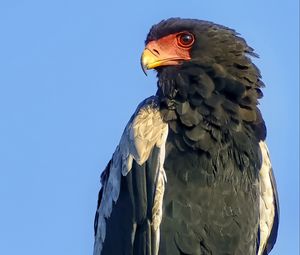 Preview wallpaper bateleur eagle, eagle, bird, branch, wildlife, sky