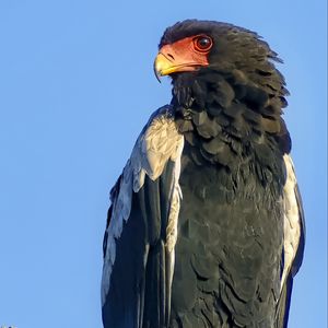 Preview wallpaper bateleur eagle, eagle, bird, branch, wildlife, sky