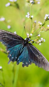 Preview wallpaper battus philenor, butterfly, blue, macro, blur