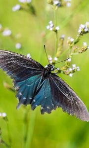 Preview wallpaper battus philenor, butterfly, blue, macro, blur