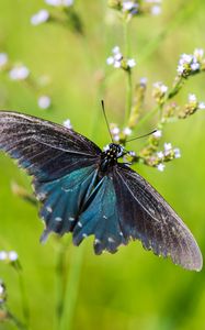 Preview wallpaper battus philenor, butterfly, blue, macro, blur