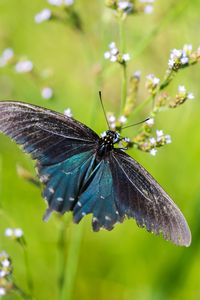 Preview wallpaper battus philenor, butterfly, blue, macro, blur