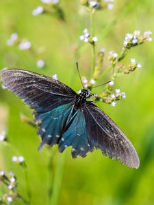 Preview wallpaper battus philenor, butterfly, blue, macro, blur