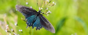 Preview wallpaper battus philenor, butterfly, blue, macro, blur