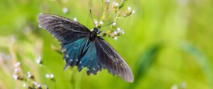 Preview wallpaper battus philenor, butterfly, blue, macro, blur