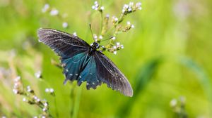 Preview wallpaper battus philenor, butterfly, blue, macro, blur