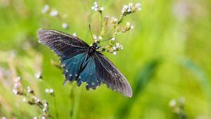 Preview wallpaper battus philenor, butterfly, blue, macro, blur