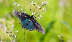 Preview wallpaper battus philenor, butterfly, blue, macro, blur