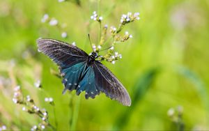 Preview wallpaper battus philenor, butterfly, blue, macro, blur