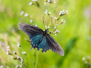 Preview wallpaper battus philenor, butterfly, blue, macro, blur