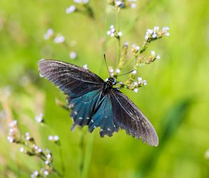 Preview wallpaper battus philenor, butterfly, blue, macro, blur