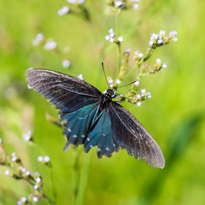 Preview wallpaper battus philenor, butterfly, blue, macro, blur