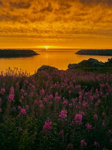 Preview wallpaper bay, flowers, sunset, shore, archipelago, norway