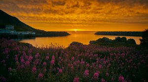 Preview wallpaper bay, flowers, sunset, shore, archipelago, norway
