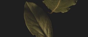 Preview wallpaper bay leaf, leaf, veins, macro