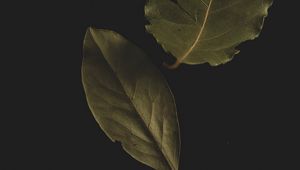 Preview wallpaper bay leaf, leaf, veins, macro
