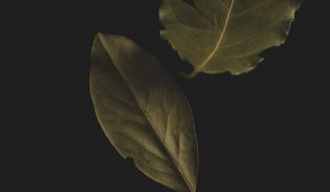 Preview wallpaper bay leaf, leaf, veins, macro