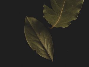 Preview wallpaper bay leaf, leaf, veins, macro