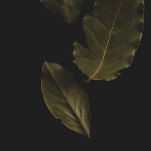 Preview wallpaper bay leaf, leaf, veins, macro