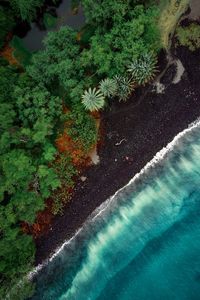 Preview wallpaper beach, aerial view, trees, tide