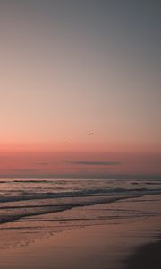 Preview wallpaper beach, birds, sand, sunset