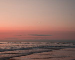 Preview wallpaper beach, birds, sand, sunset