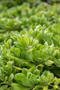 Preview wallpaper beach cabbage, leaves, flowers, plant