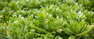 Preview wallpaper beach cabbage, leaves, flowers, plant