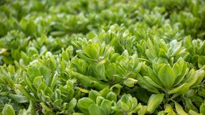 Preview wallpaper beach cabbage, leaves, flowers, plant