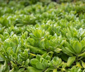 Preview wallpaper beach cabbage, leaves, flowers, plant