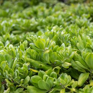Preview wallpaper beach cabbage, leaves, flowers, plant