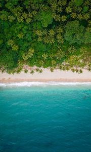 Preview wallpaper beach, coast, aerial view, sea, palm trees