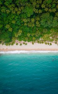 Preview wallpaper beach, coast, aerial view, sea, palm trees