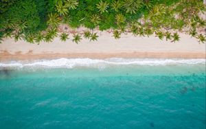 Preview wallpaper beach, coast, aerial view, sea, palm trees