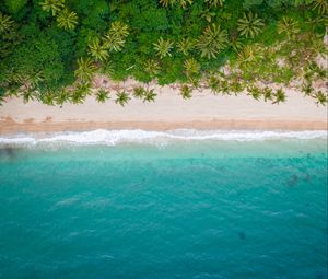 Preview wallpaper beach, coast, aerial view, sea, palm trees