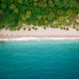 Preview wallpaper beach, coast, aerial view, sea, palm trees