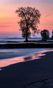 Preview wallpaper beach, coast, tree, dusk, dark