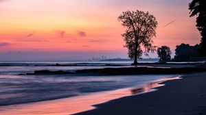 Preview wallpaper beach, coast, tree, dusk, dark