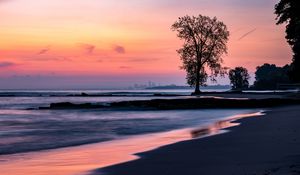 Preview wallpaper beach, coast, tree, dusk, dark